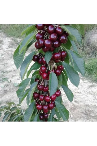 Стиглі ягоди черешні Світ Черрі на компактному колоновидному дереві